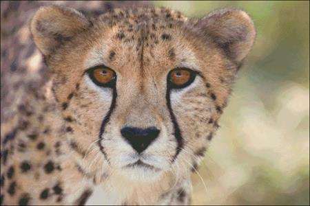 Cheetah Stare - Charting Creations
