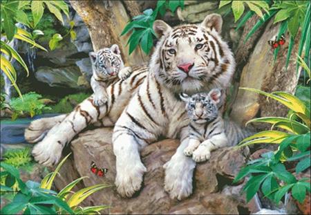 White Tigers Of Bengal - Charting Creations