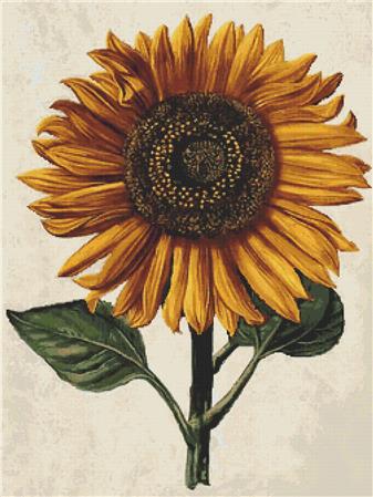 Sunflower With Background - Art of Stitch, The