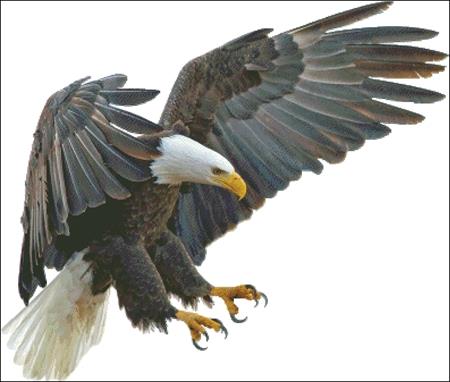 Eagle In Flight - Charting Creations