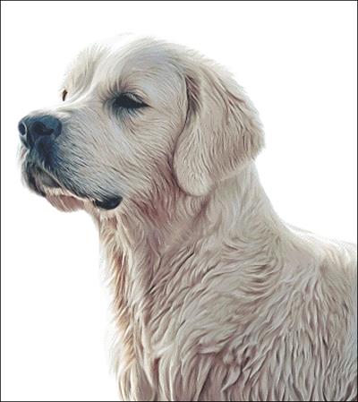 Golden Retriever - Charting Creations