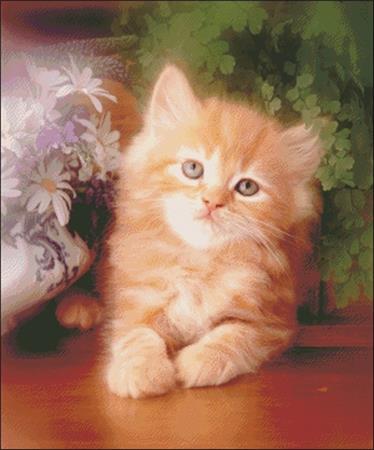Kitten and Daisies - Charting Creations