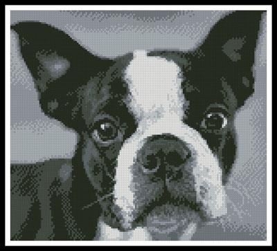 Boston Terrier Close Up - Artecy Cross Stitch