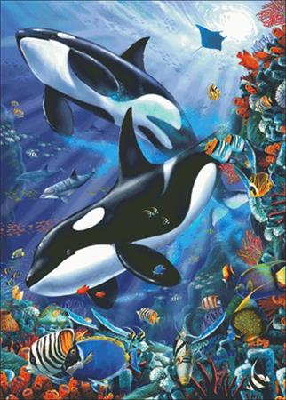 Orcas - Charting Creations