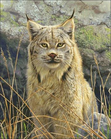Lynx Portrait - Charting Creations