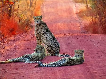 Leopard Family - The Frame Corner