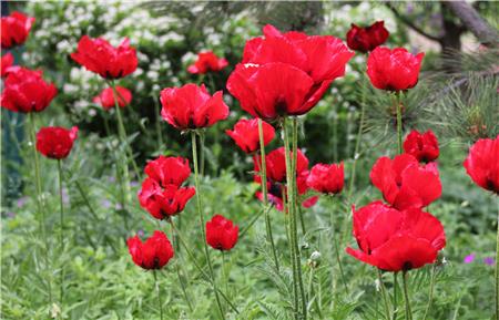 Field Of Poppies - The Frame Corner