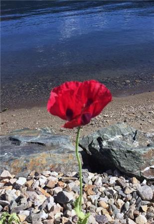 A Poppy Can Stand Alone - The Frame Corner