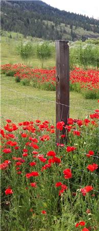 Summerland Poppies (A) - The Frame Corner