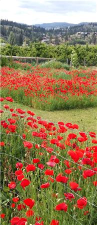 Summerland Poppies (B) - The Frame Corner