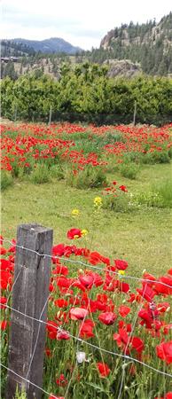 Summerland Poppies (C) - The Frame Corner