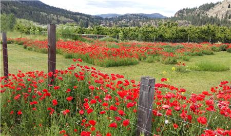 Summerland Poppies (Full) - The Frame Corner