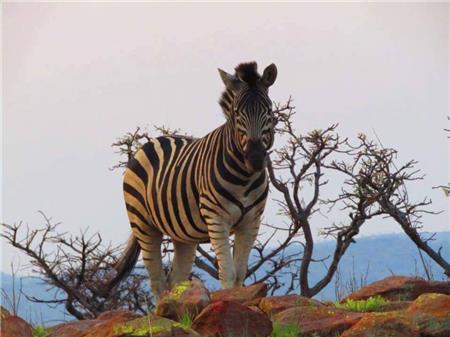 Zebra Beauty - The Frame Corner