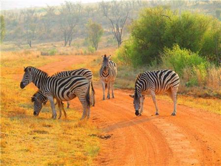 Zebra Family - The Frame Corner