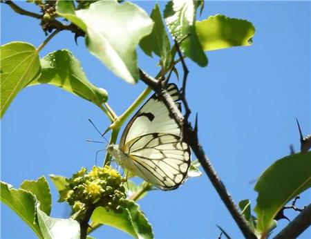 African Butterfly - The Frame Corner