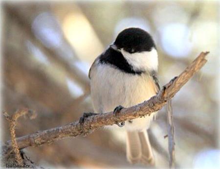 Pretty Little Bird II - The Frame Corner