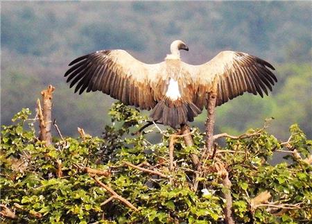 African Eagle - The Frame Corner