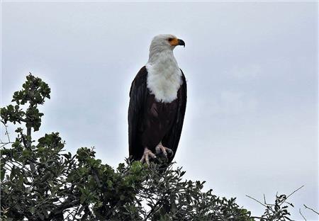 Eagle High - The Frame Corner