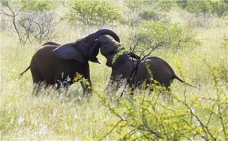 Elephant Tango - The Frame Corner