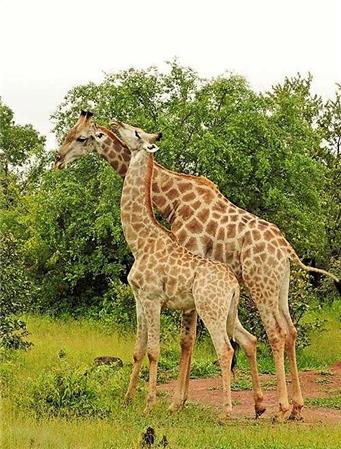 Giraffe Mates - The Frame Corner