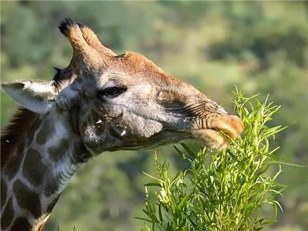 Giraffe Lunch - The Frame Corner