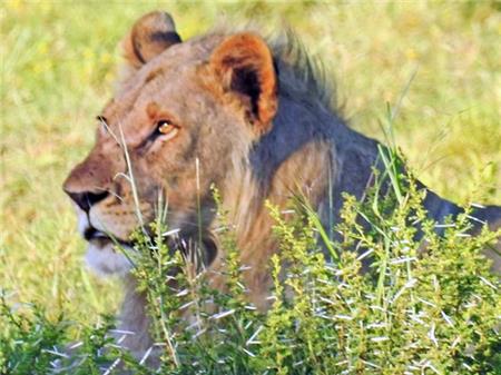 Lion's Gaze - The Frame Corner