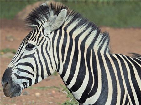 Zebra Portrait - The Frame Corner