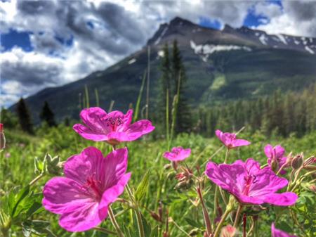 Mountain Flowers - The Frame Corner