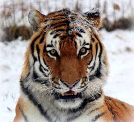 A Snowy Tiger - The Frame Corner