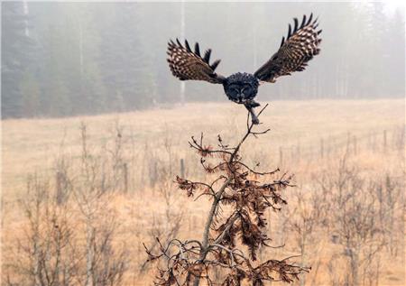 Owl Take Off - The Frame Corner