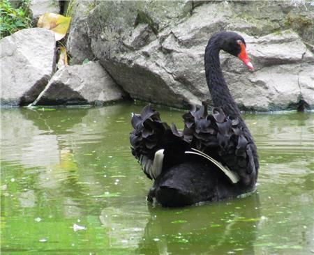 Black Swan Beauty - The Frame Corner