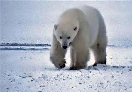 Polar Bear Hunt - The Frame Corner