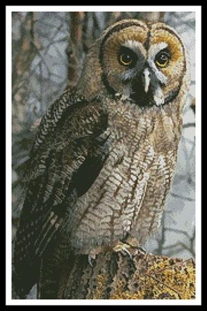 Owl Photo (Crop) - Artecy Cross Stitch
