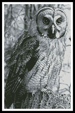 Owl Photo Black And White (Crop) - Artecy Cross Stitch