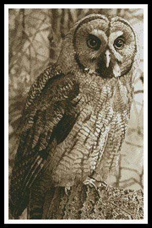 Owl Photo Sepia (Crop) - Artecy Cross Stitch