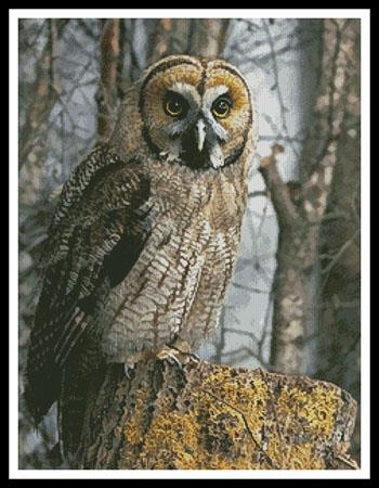 Owl Photo - Artecy Cross Stitch
