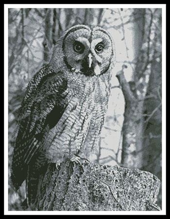 Owl Photo Black and White - Artecy Cross Stitch