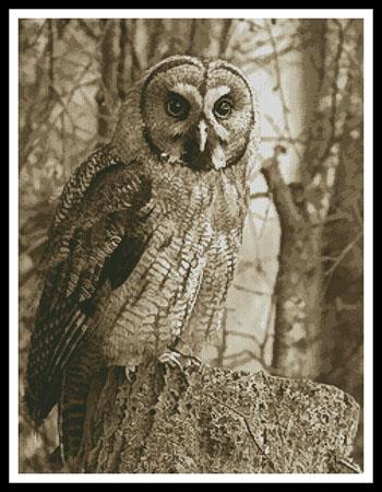 Owl Photo Sepia - Artecy Cross Stitch