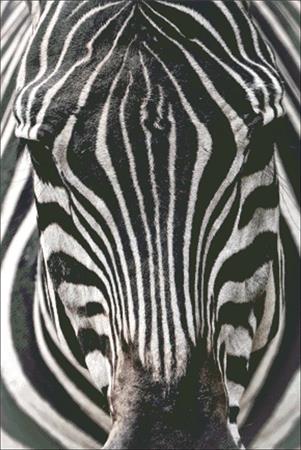 Zebra Close Up - Charting Creations
