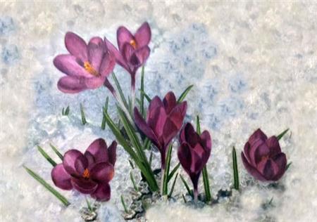 Winter Crocuses - The Frame Corner