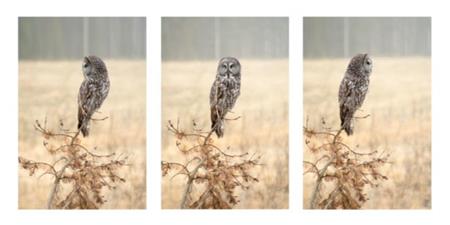 Owl Tryptic - The Frame Corner