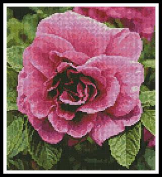 Pink Rose Photo (Crop) - Artecy Cross Stitch