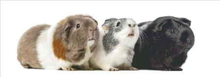 Guinea Pigs - Charting Creations