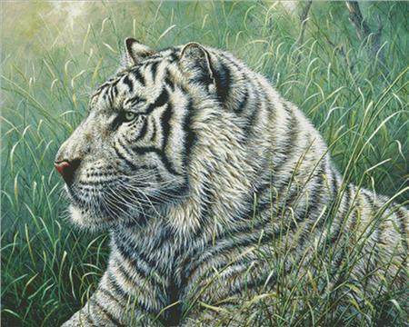 White Tiger - Charting Creations