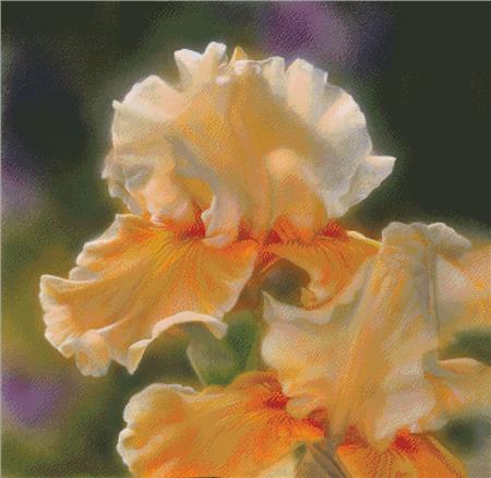 Peaches And Creme Iris - Charting Creations