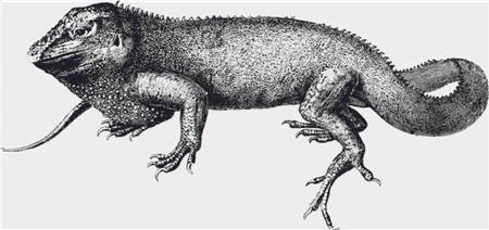 Agama Aculeata - X Squared Cross Stitch