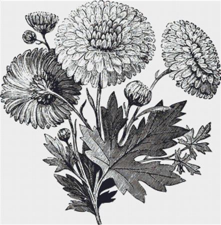 Early Flowering Chrysanthemum - X Squared Cross Stitch