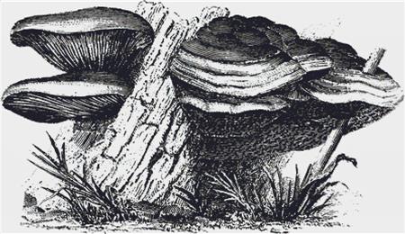 Agaricus Mollis & Trametes Gibbosa - X Squared Cross Stitch