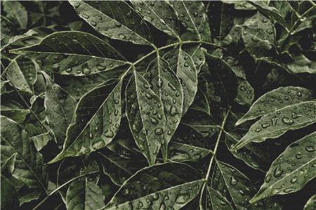 Dewdrops On Leaves - X Squared Cross Stitch