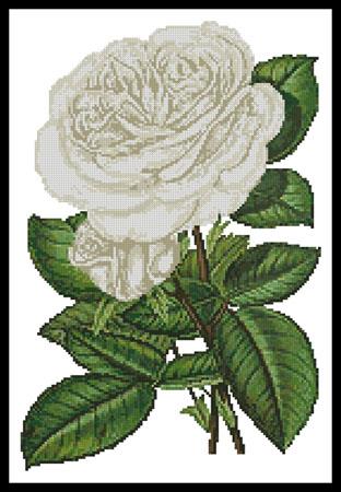 White Roses Print - Artecy Cross Stitch